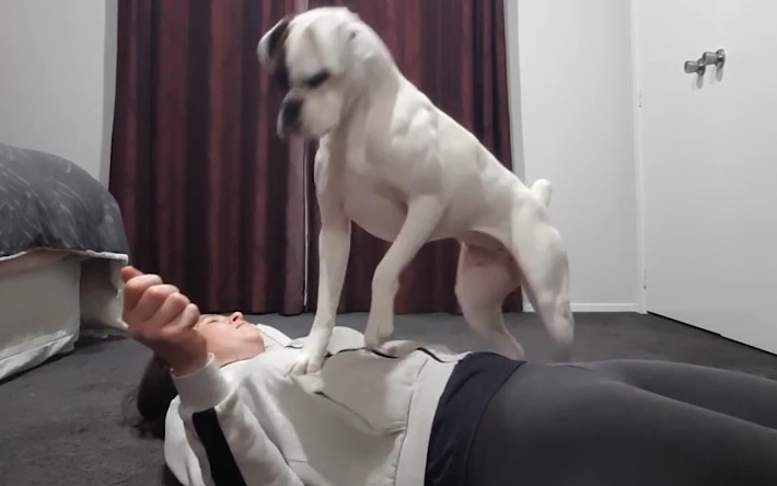 Chó boxer trình diễn kỹ năng hô hấp nhân tạo cho người phụ nữ trẻ
